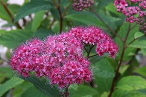 Spierstruik spirea