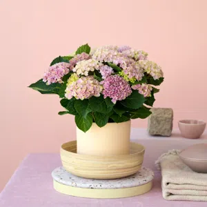 Hortensia Magical Revolution roze (kamerhortensia) - P14