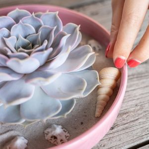 Echeveria Moon Pearl in Roze schaal