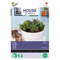 Buzzy - House Plants Aloe gemengde soorten