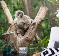 Afrika foto behang Schattige slapende koala