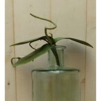 Warentuin Mix - Kunstvlinderorchidee bladeren los