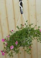 Hangplant Petunia Million Bells roze Warentuin Natuurlijk - Warentuin natuurlijk