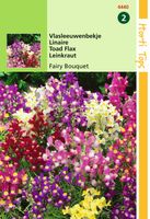 Linaria Maroccana Fairy Bouquet Gem. - Hortitops
