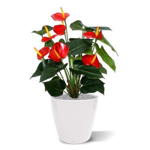 Anthurium deluxe kunstplant 50cm - rood