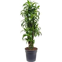 Dracaena dorado L kamerplant