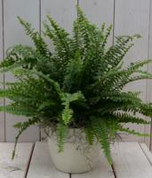 Koningsvaren creme pot 30 cm Warentuin Natuurlijk - Warentuin natuurlijk