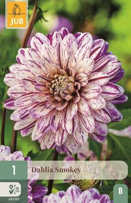 Dahlia Smokey