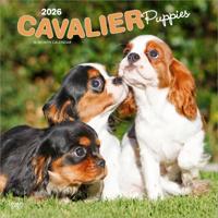 Cavalier King Charles Spaniel Puppies Kalender 2026