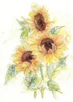 Komar Home; Komar Colours Fotobehang Girasol - X4-1008
