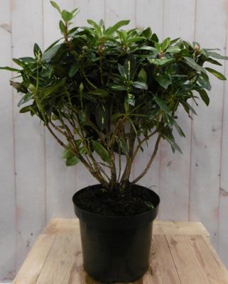 Rododendron 80 cm roze bont blad Warentuin Natuurlijk - Warentuin natuurlijk