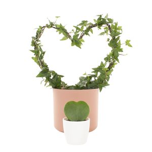 Hartsvrienden Hoya & Hedera (incl. sierpotten)