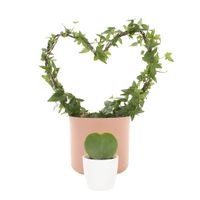 Hartsvrienden Hoya & Hedera (incl. sierpotten)