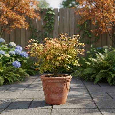 Acer Palmatum 'Festival' - Japanse Esdoorn - P19