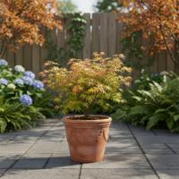 Acer Palmatum 'Festival' - Japanse Esdoorn - P19