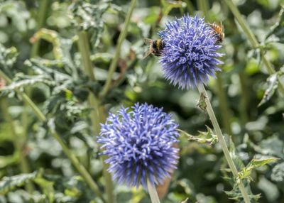 Kogeldistel