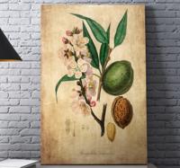 Canvas schilderij hoofdkamer Amandel