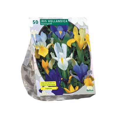 Iris