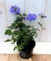 3 stuks! Perkplant Verbena Paars eenjarig Warentuin Natuurlijk - Warentuin natuurlijk
