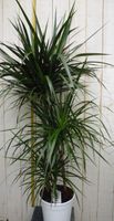 Kamerplant Drakenbloedboom Dracaena Marginata smal blad Groen 120 cm - Warentuin Natuurlijk