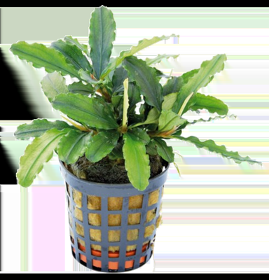 AquaVitaal Bucephalandra Theia Green