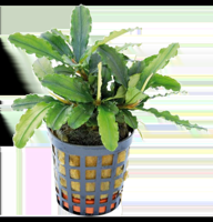 AquaVitaal Bucephalandra Theia Green