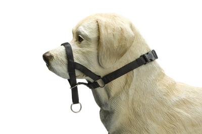 Beeztees Beeztees Dog Control Halsband Hond XS