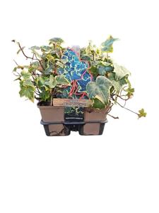 Hedera helix 'Goldchild' - klimop 6 pack