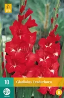 Bloembollen Gladiolus Traderhorn 10st