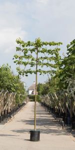 Linde als leiboom Tillia europaea Pallida h 340 cm st. omtrek 12 cm st. h 220 cm - Warentuin Natuurlijk