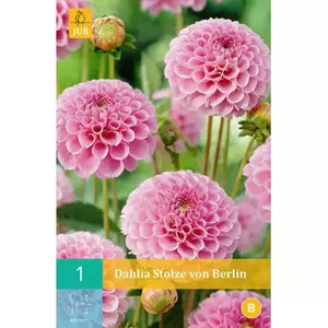 1 Dahlia Stolze Von Berlin