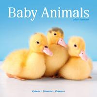 Baby Animals Kalender 2026
