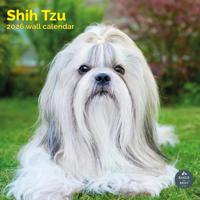 Shih Tzu Kalender 2026