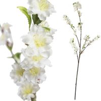 Blossom bloem white sakura