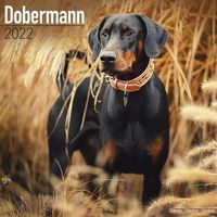 Kalender 2025 Dobermann