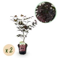 Green boutiQ - Terrasplant - Japanse Esdoorn - Acer palmatum Bloodgood - Rood - 2 Planten - Bladverliezend - Pot 19cm Hoogte 70cm Green boutiQ - Terrasplant - Japanse Esdoorn - Acer palmatum Bloodgood - Rood - 2 Planten - Bladverliezend - Pot 19cm Hoogte 70cm