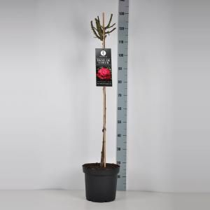 Grootbloemige roos op stam 90 cm (rosa "Dame de Coeur")