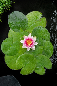 Rode waterlelie / Nymphaea ‘Attraction’ rood