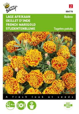 Tagetes patula nana Bolero - Buzzy