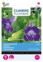 Flowering climbers asarina blue - Buzzy