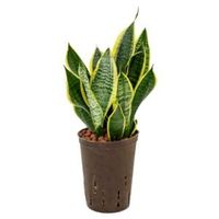 Sansevieria futura superba S hydrocultuur plant