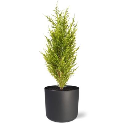 Conifeer kunstboeket 56 cm (geel-groen)