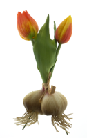 PSO Holland tulip Sally w/bulb orange 18 cm kunstbloem - Nova nature