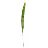 Bladgroen takken Gladioolblad 40 cm
