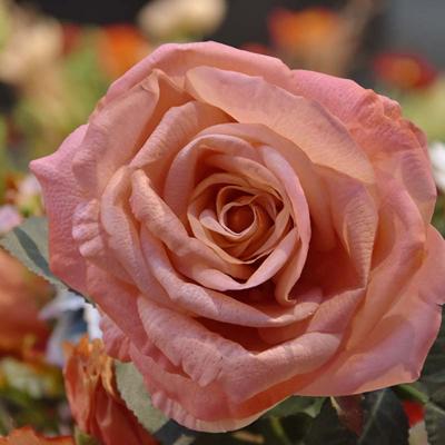 Kunst Rozentak Elizabeth RT 65 cm zalm
