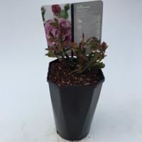 Struikroos Rosa Waltz Time Arie Bouman - Arie bouman