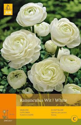 10 Ranunculus Wit Vj - Jub