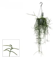 Rhipsalis floccosa 40cm