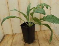 3 stuks! Artisjok Warentuin Natuurlijk - Warentuin natuurlijk