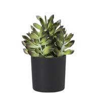 Kunstplant crassula in pot - groen/zwart - 25 cm Kunstplant crassula in pot - groen/zwart - 25 cm